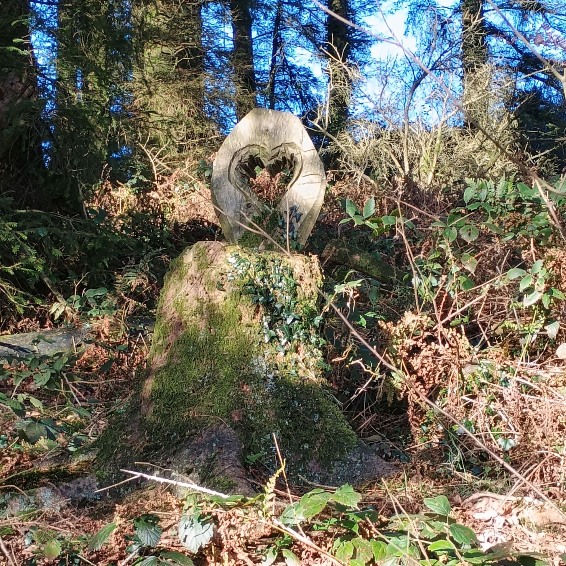 Photo of log with heart shaped centre